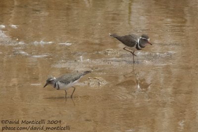 Three-banded Plovers (Charadrius tricollaris)(adult & juvenile)_Tut Amon Fish Ponds, Aswan