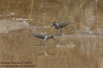 Three-banded Plovers (Charadrius tricollaris)(adult & juvenile)_Tut Amon Fish Ponds, Aswan