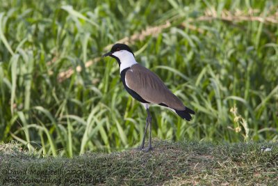 Spur-winged Lapwing (Vanellus spinosus)_Wadi El Natrum