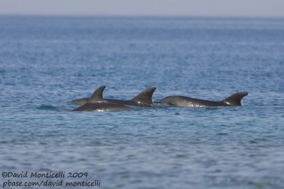 Bottlenose Dolphins (Tursiops truncatus)_Red sea