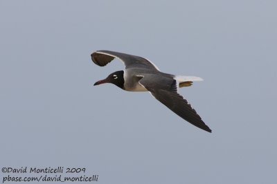 White-eyed Gull (Larus leucophthalmus)_Sharm el Sheikh