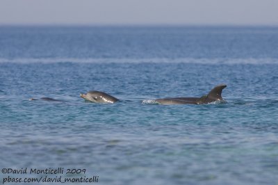 Bottlenose Dolphins (Tursiops truncatus)_Red sea