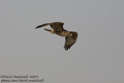 Steppe Buzzard (Buteo vulpinus)_Ain Sukhna