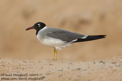 White-eyed Gull (Larus leucophthalmus)_Sharm el Sheikh