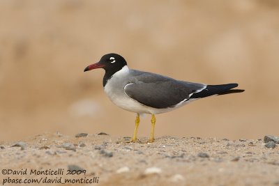 White-eyed Gull (Larus leucophthalmus)_Sharm el Sheikh