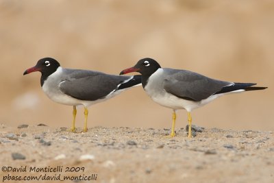 White-eyed Gulls (Larus leucophthalmus)_Sharm el Sheikh