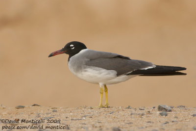 White-eyed Gull (Larus leucophthalmus)_Sharm el Sheikh