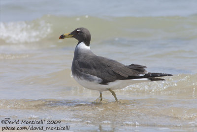 Sooty Gull (Larus hemprichii)_Hurghada