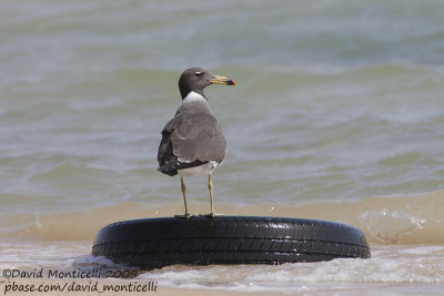 Sooty Gull (Larus hemprichii)_Hurghada