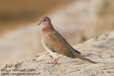 Laughing Dove (Streptopelia senegalensis)_Marsa Alam