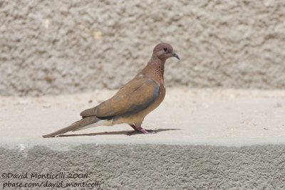 Laughing Dove (Streptopelia senegalensis)_Marsa Alam