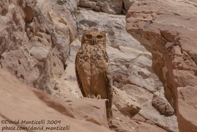 Pharaoh Eagle Owl (Bubo ascalaphus)_Abu Simbel.jpg