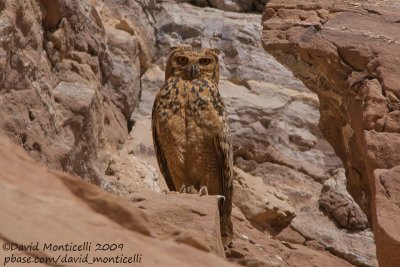 Pharaoh Eagle Owl (Bubo ascalaphus)_Abu Simbel