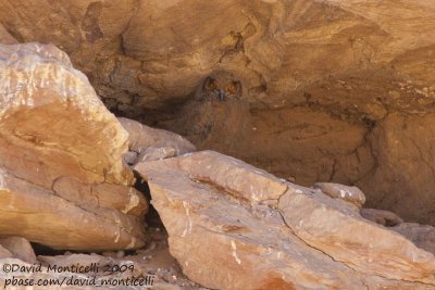 Pharaoh Eagle Owl (bubo ascalaphus)(fledgling)_Abu Simbel