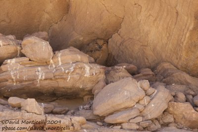 Pharaoh Eagle Owl (Bubo ascalaphus)(fledgling)_Abu Simbel