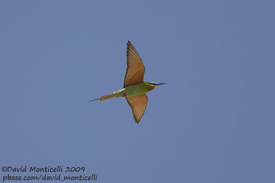Blue-cheeked Bee-eater (Merops persicus)_Wadi El Natrum