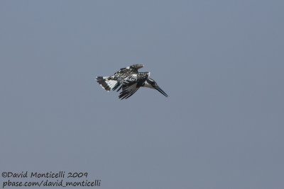 Pied Kingfisher (Ceryle rudis)_Aswan