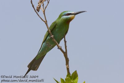 Blue-cheeked Bee-eater (Merops persicus)_Wadi El Natrum