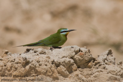 Blue-cheeked Bee-eater (Merops persicus)_Wadi El Natrum