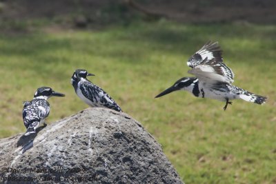 Pied Kingfisher (Ceryle rudis)_Aswan