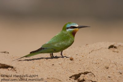 Blue-cheeked Bee-eater (Merops persicus)_Wadi El Natrum