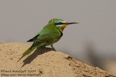 Blue-cheeked Bee-eater (Merops persicus)_Wadi El Natrum