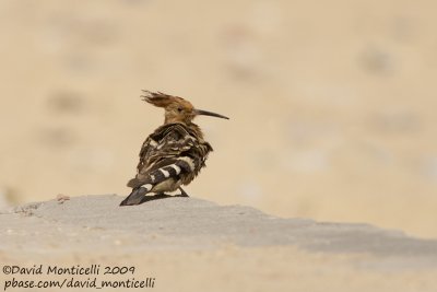 Hoopoe (Upupa epops)_Bird Island, Luxor