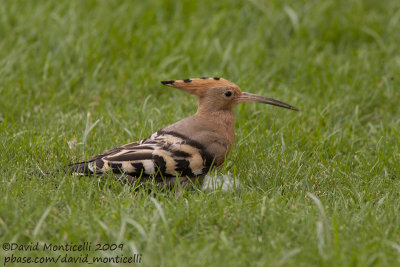 Hoopoe (Upupa epops)_Bird Island, Luxor