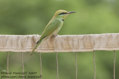 Little Green Bee-eater (Merops orientalis)(ssp. cleopatra)_Bird Island, Luxor