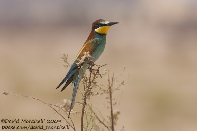 European Bee-eater (Merops apiaster)_Abu Simbel