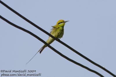 Little Green Bee-eater (Merops orientalis)(ssp. cleopatra)_Bird Island, Luxor