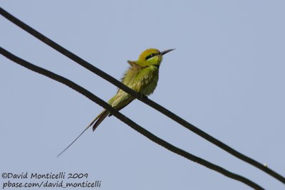 Little Green Bee-eater (Merops orientalis)(ssp. cleopatra)_Bird Island, Luxor