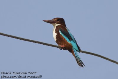 White-throated Kingfisher (Alcyon smyrnensis)_Abassa