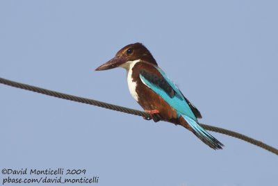 White-throated Kingfisher (Alcyon smyrnensis)_Abassa