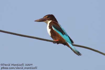 White-throated Kingfisher (Alcyon smyrnensis)_Abassa