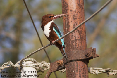 White-throated Kingfisher (Alcyon smyrnensis)_Abassa