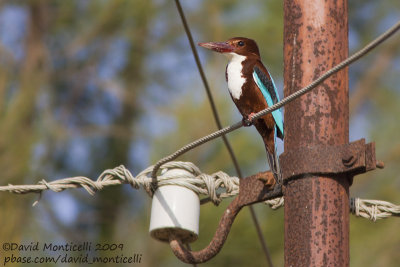 White-throated Kingfisher (Alcyon smyrnensis)_Abassa