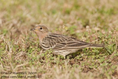 Red-throated Pipit (Anthus cervinus)_Marsa Alam