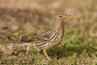 Red-throated Pipit (Anthus cervinus)_Marsa Alam