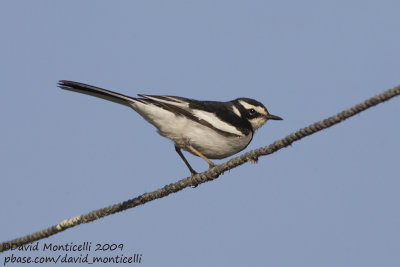 African Pied Wagtail (Motacilla aguimp)_Abu Simbel