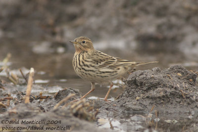 Red-throated Pipit (Anthus cervinus)_Abassa