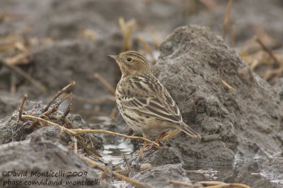 Red-throated Pipit (Anthus cervinus)_Abassa