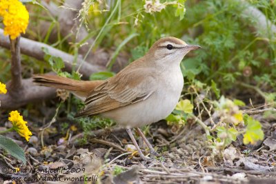 Rufous Bush Robin (Cercotrichas galactotes)_Ain Sukhna