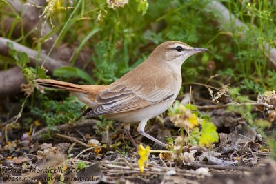 Rufous Bush Robin (Cercotrichas galactotes)_Ain Sukhna