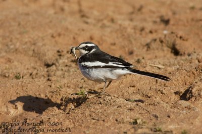 African Pied Wagtail (Motacilla aguimp)_Abu Simbel