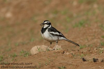 African Pied Wagtail (Motacilla aguimp)_Abu Simbel