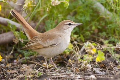 Rufous Bush Robin (Cercotrichas galactotes)_Ain Sukhna