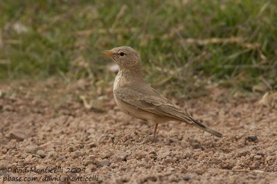 Desert Lark (Ammomanes deserti)_St Catherines, Sina