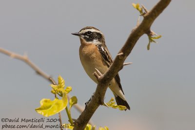 Whinchat (Saxicola rubetra)_Hurghada