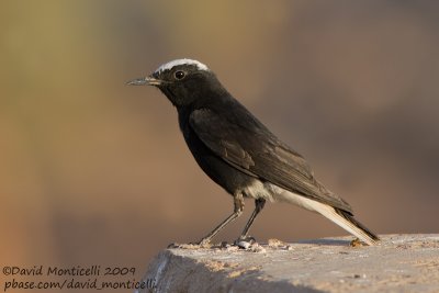 White-crowned Wheatear (Oenanthe leucopyga)_Abu Simbel